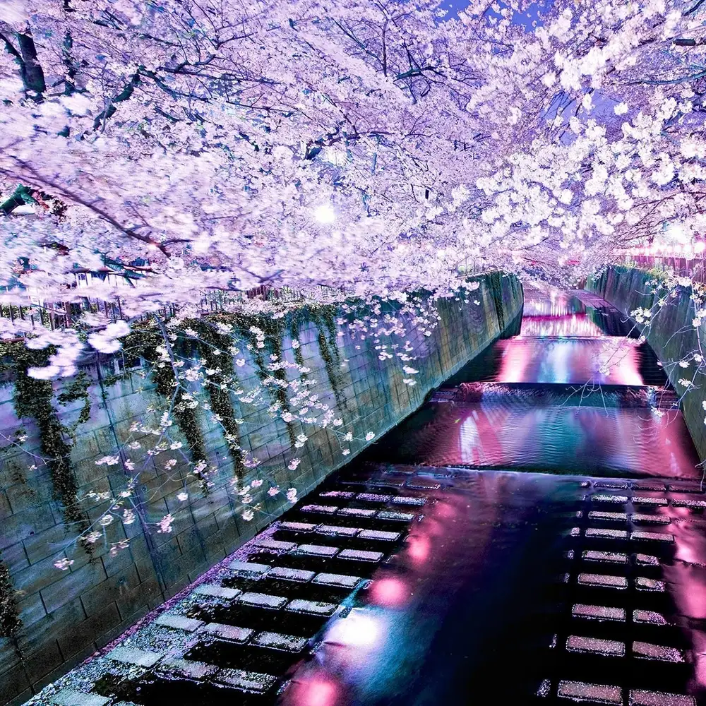 anime hoa anh đào rơi lãng mạn đẹp 