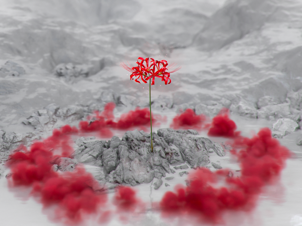 Bông hoa bỉ ngạn anime nổi bật